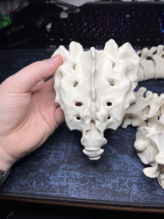 Anatomia model czaszki do nauki z druku 3D