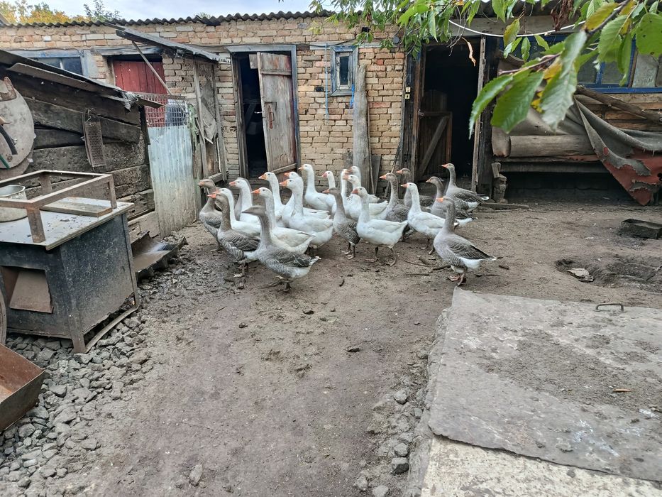 Продам домашні гуси