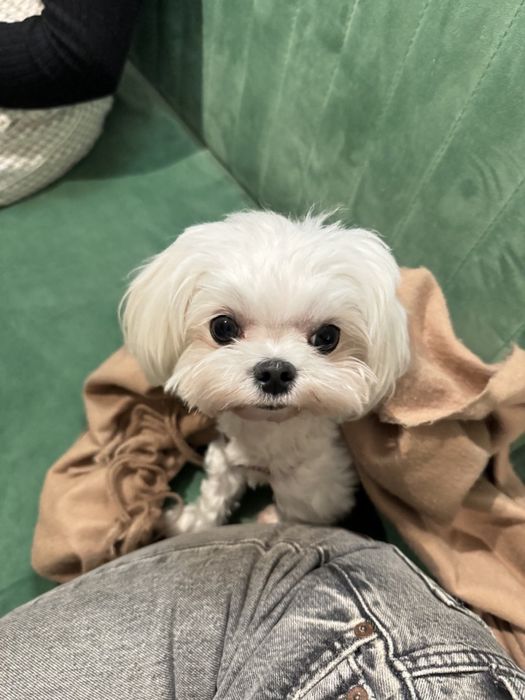 Вязка Мальтийская болонка