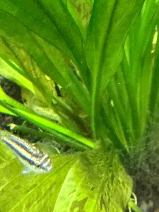 Crias de Kribensis 3/4cm