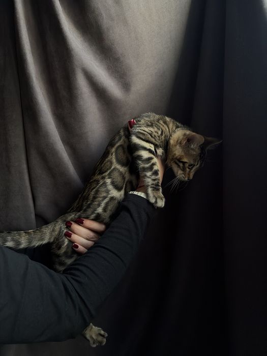 Кошенята бенгальські