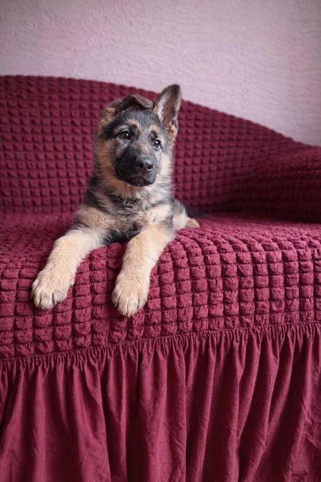 Продається цуценятко німецької вівчарки