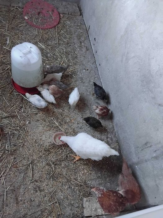 Galos e pintos machos de várias raças e idades