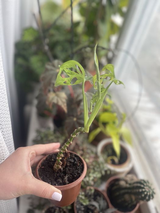 Декоративна монстера