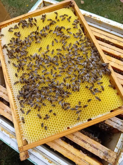 sprzedam rodziny pszczele