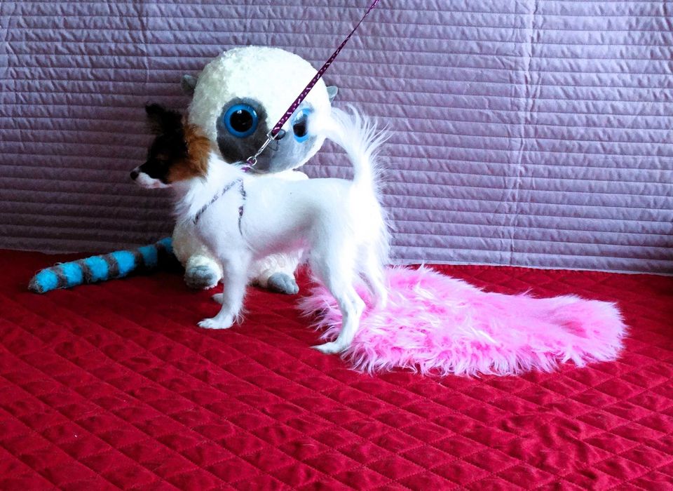 Papillon ZKwP- suczka MAJLA