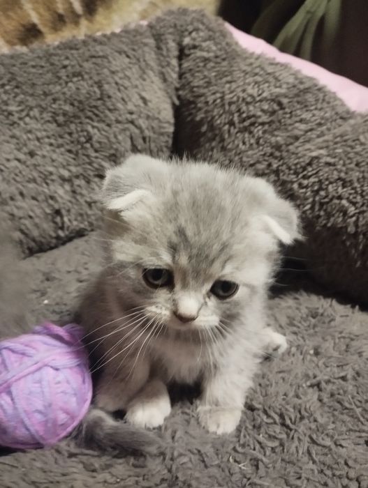 Британські вісловухі малюки готові до люблячої сім'ї