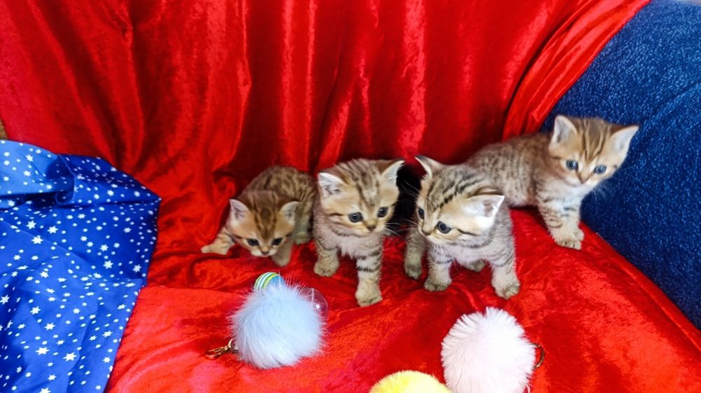 Шотландські кошенята, окрас таббі , леопардові