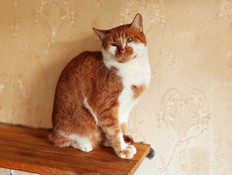 Кіт, котик Цезар (1,5 рочки) – терміново шукає дім!