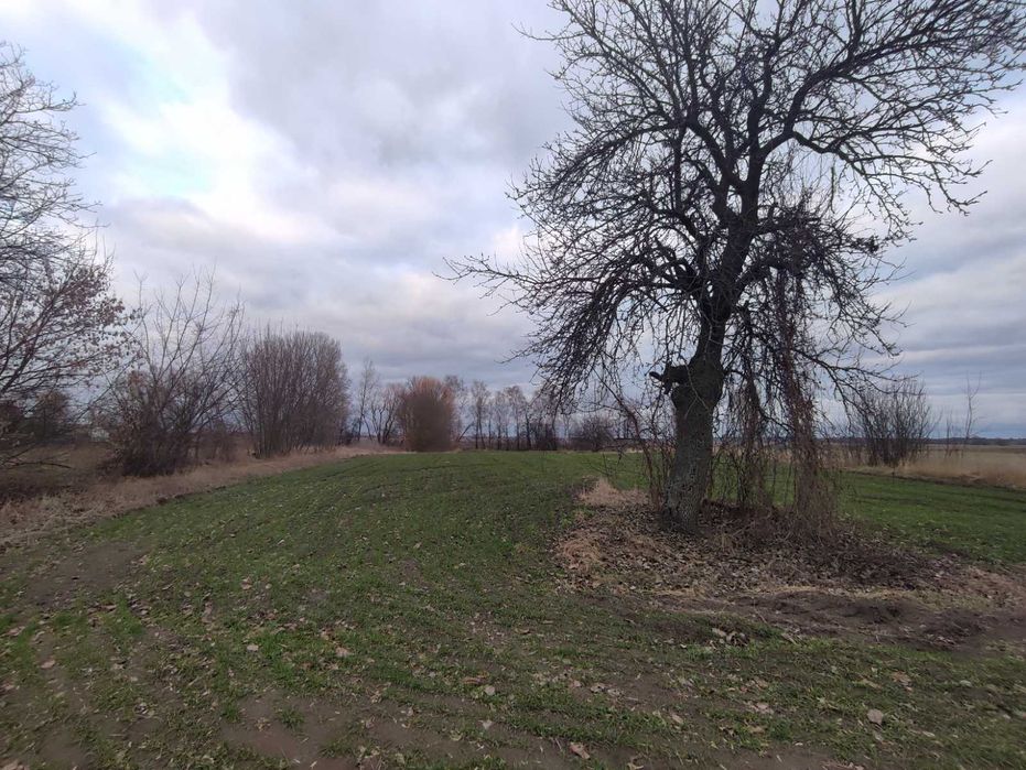 ПРОДАМ будинок в с. БЕРЛОЗИ Чернігівська обл.