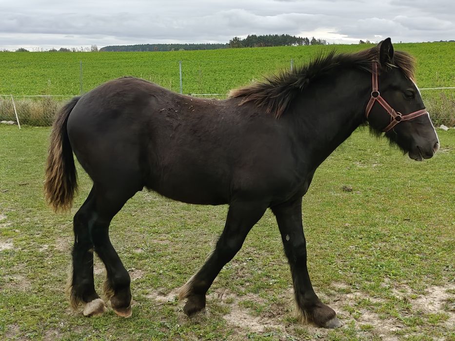 Klaczka zimnokrwista