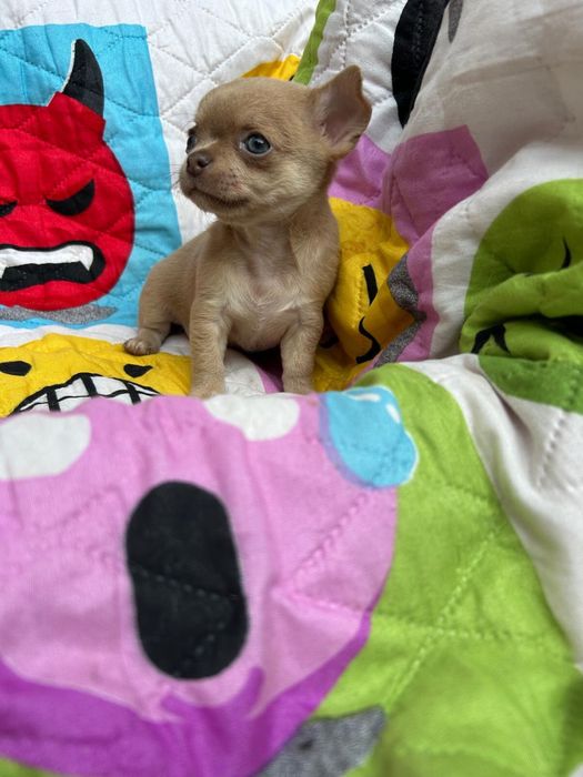 Menina Fawn Pelo Curto