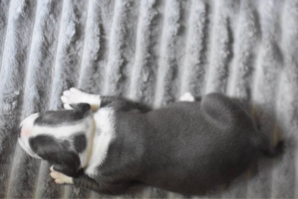 Эксклюзивні стаффордшири блакитного кольору. З усіма документами.