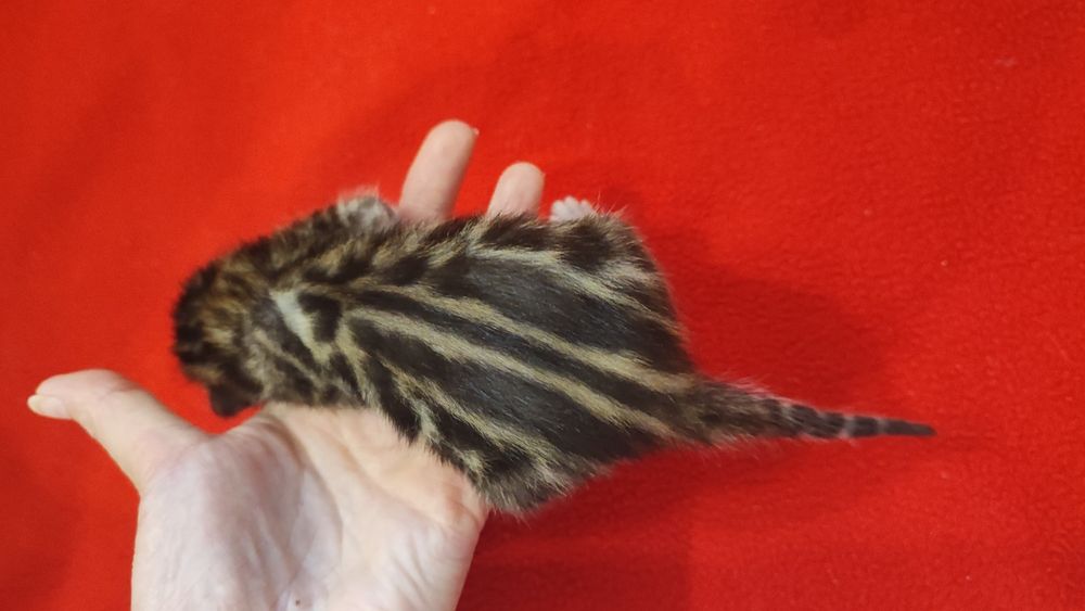 Бронювання бенгальських кошенят. Документи клубу WCF