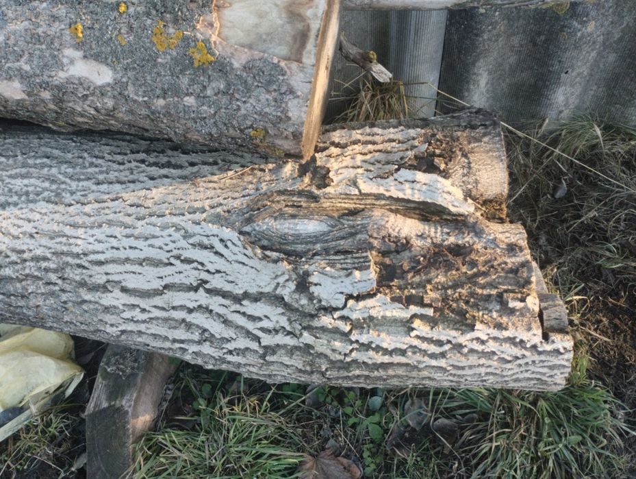 Продам стовбура горіха