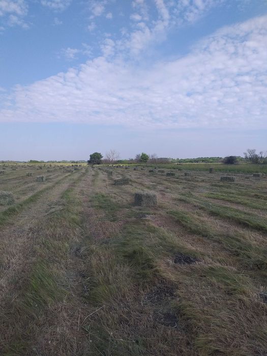 Продам сено Луговое