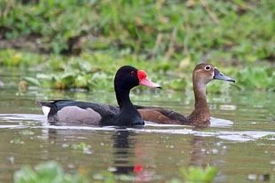 Netta peposaca  ou pato se bico vermelhos