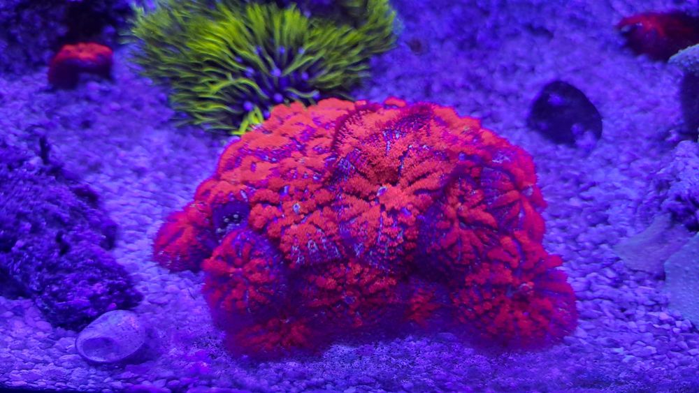 Vendo Vários Frag s de Corais Marinhos