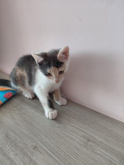 Віддам у добрі руки кошеня