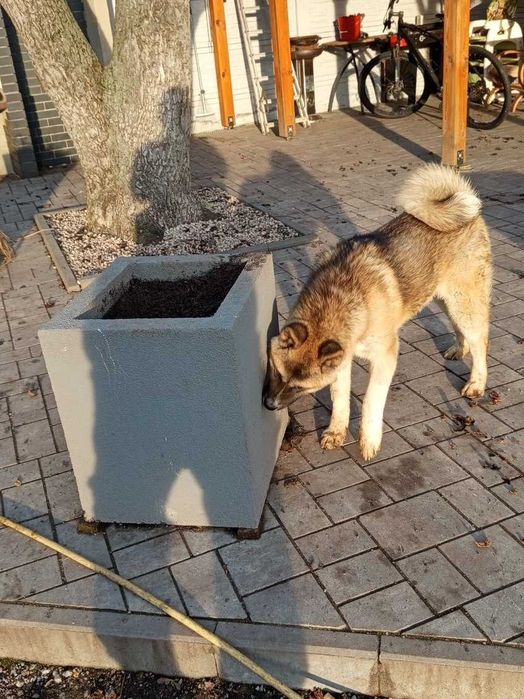 Sprzedam akite amerykańska