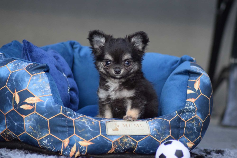 Chihuahua długowłosy chłopiec z metryką ZKwP - FCI