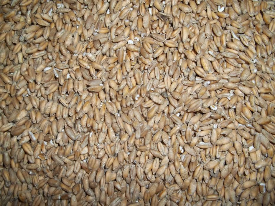 pszenica pszenżyto owies