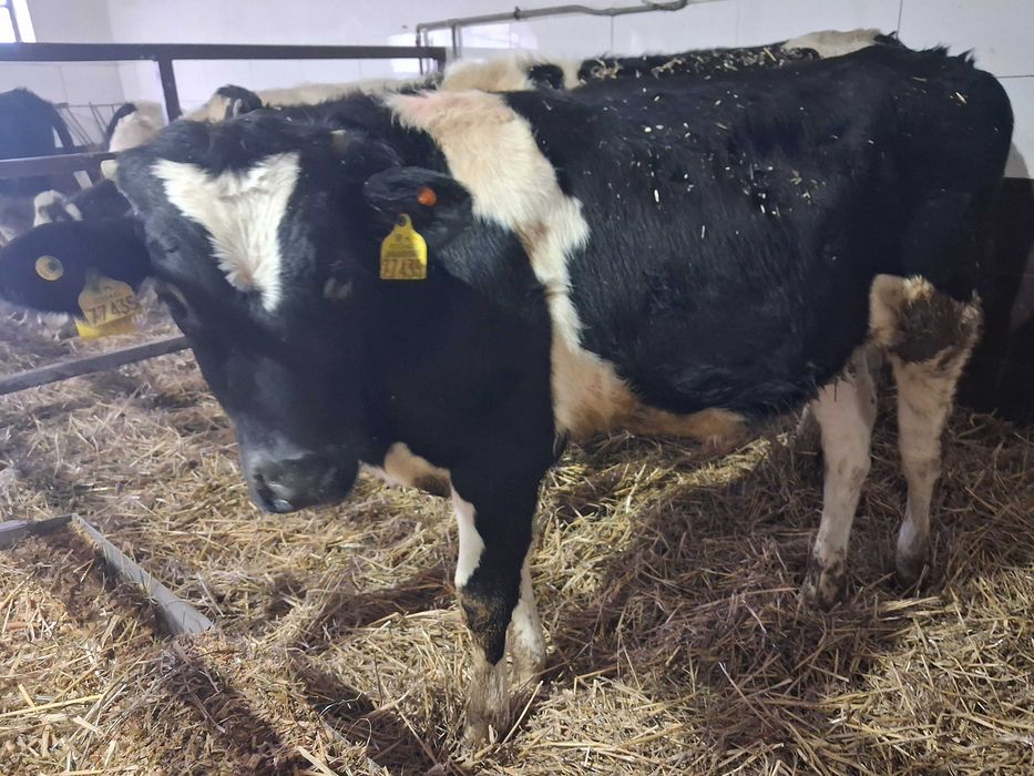 byczki opasy odsadki ncb