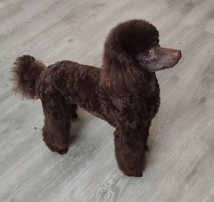 Грумінг собак та котів