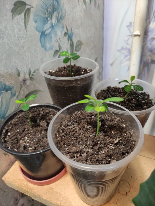 Эуфорбия, Молочай беложилковый