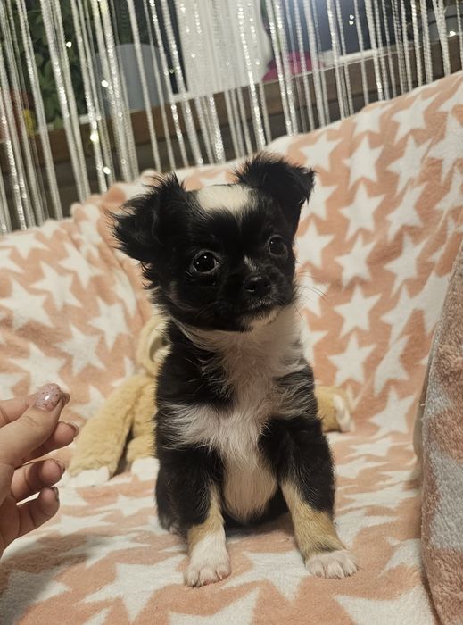 Chihuahua mini długowłosy – czarno biały piesek | łódzkie