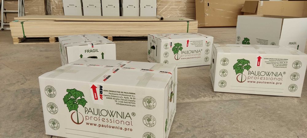 Paulownia Stump XXL raiz descoberta. Oferta Inverno 2025