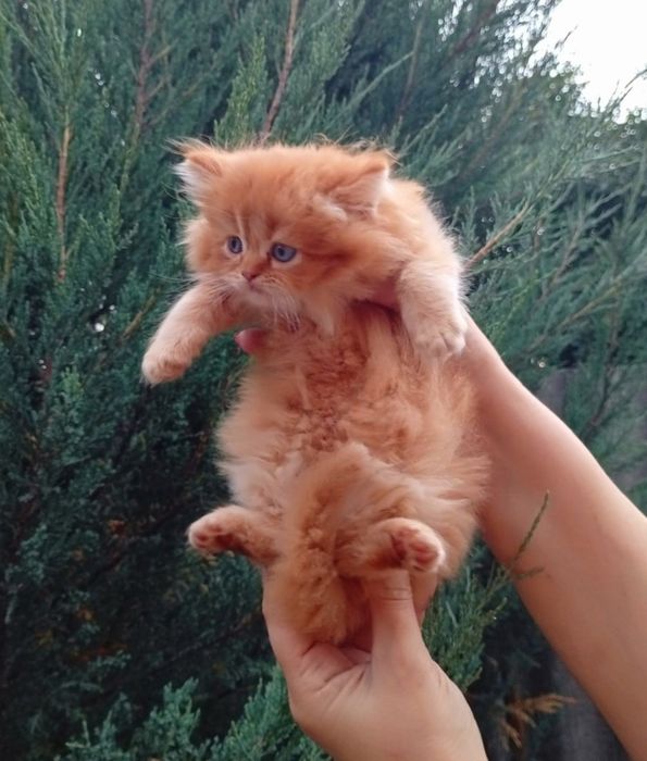 Британец  д/ш котик красного окраса