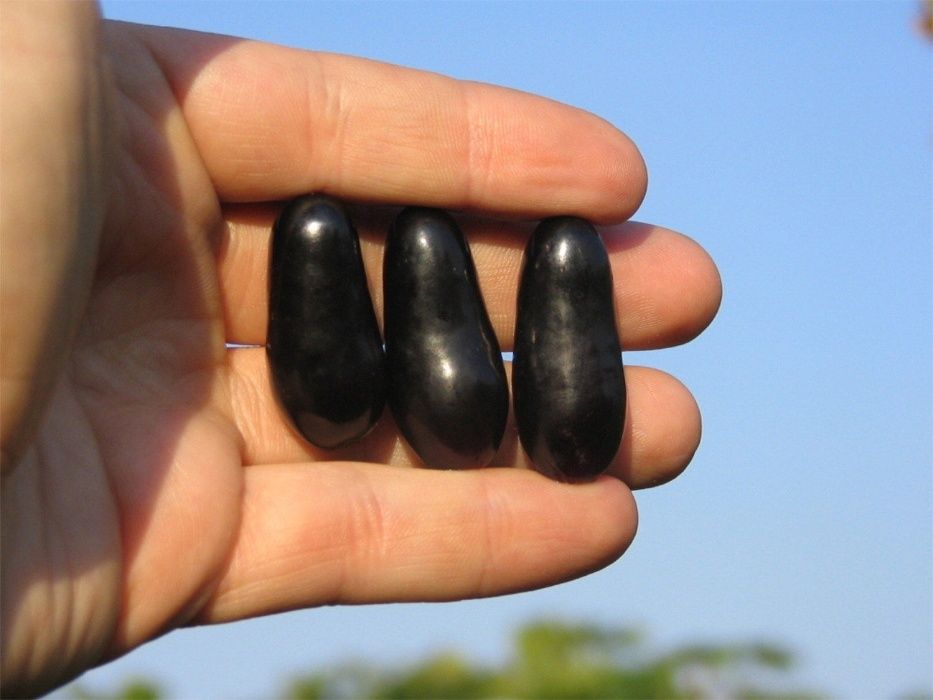 Videira de Uvas dedo de bruxa Compridas Tintas - Apenas envios