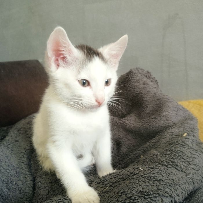 Котенок кот Ален делон