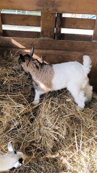 Cabras micro anãs de estimação