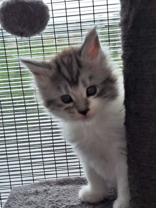 Barbie Royal Cat Maine Coon