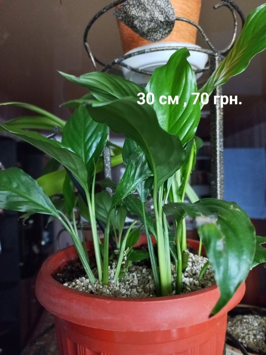 Комнатные растения. Диффенбахия,Бегония, традесканция Рео, спатиффилум