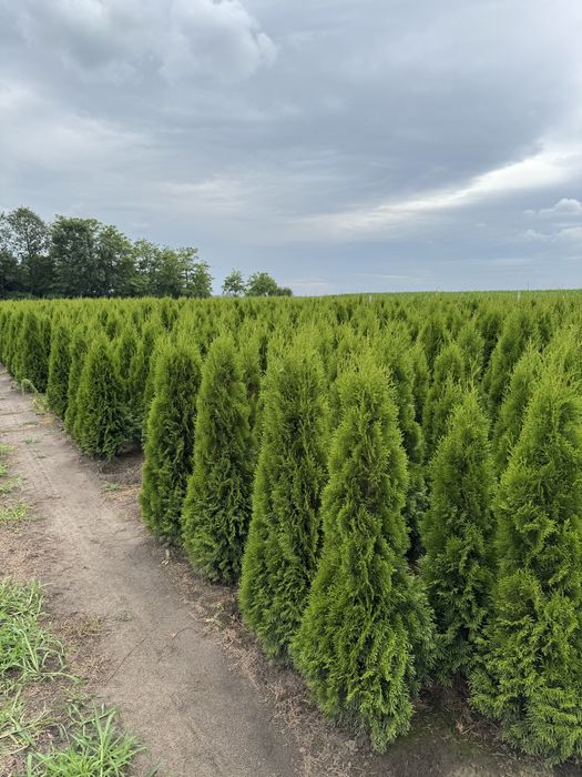 Gęsta Tuja Szmaragd 160-170cm Producent Dostawa Sadzenie