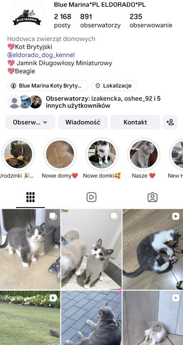 Kot Brytyjski kotka liliowa gotowa do zmiany domu
