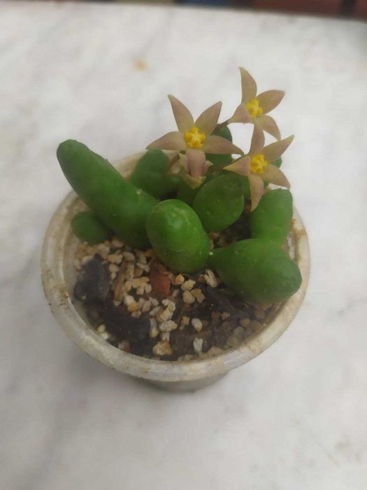 Продам излишки коллекции суккулентов