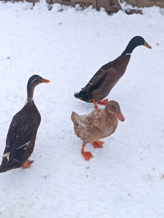 Biegusy indyjskie, kaczki i kaczory, pary.