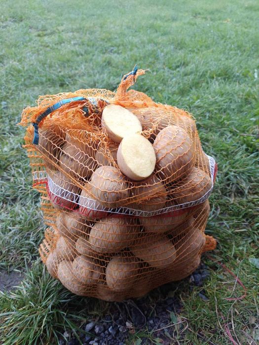 Ziemniaki jadalne Tajfun i Vineta