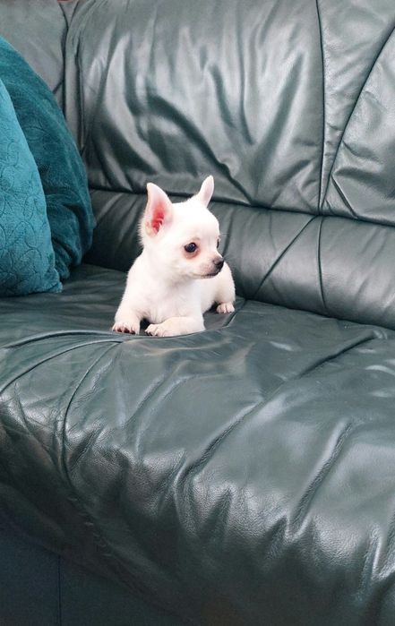 Śliczna biała suczka chihuahua
