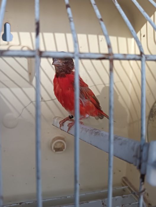 Vendo cardinalitos.