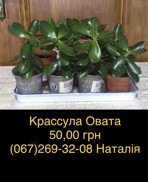 Крассула види, товстянка, грошове дерево. Горщики