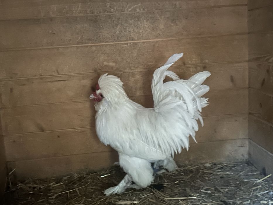 Sprzedam koguta czubatke