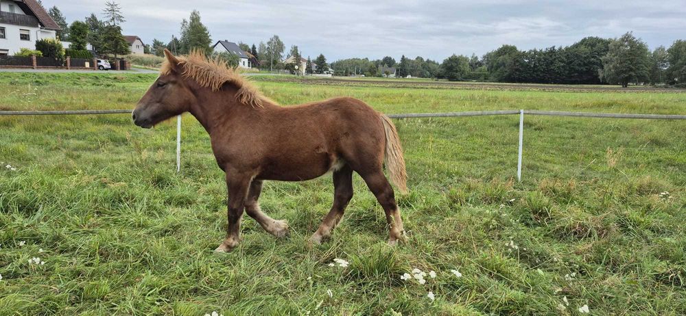 Ogierka rasy polski koń zimnokrwisty