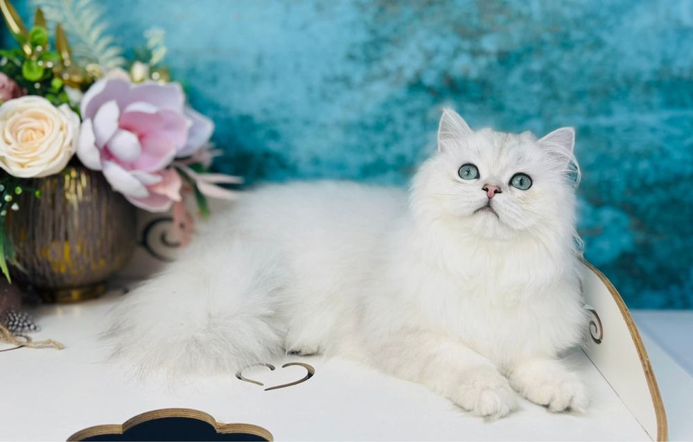 Шотландський котик