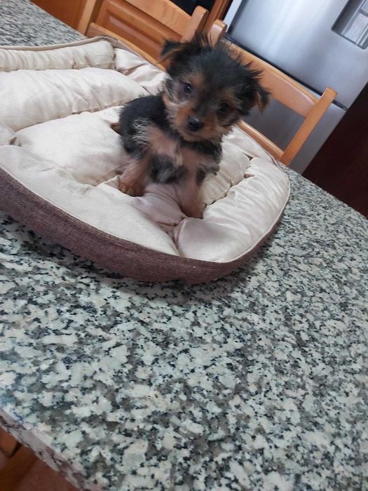 Yorkshire Terrier macho mini