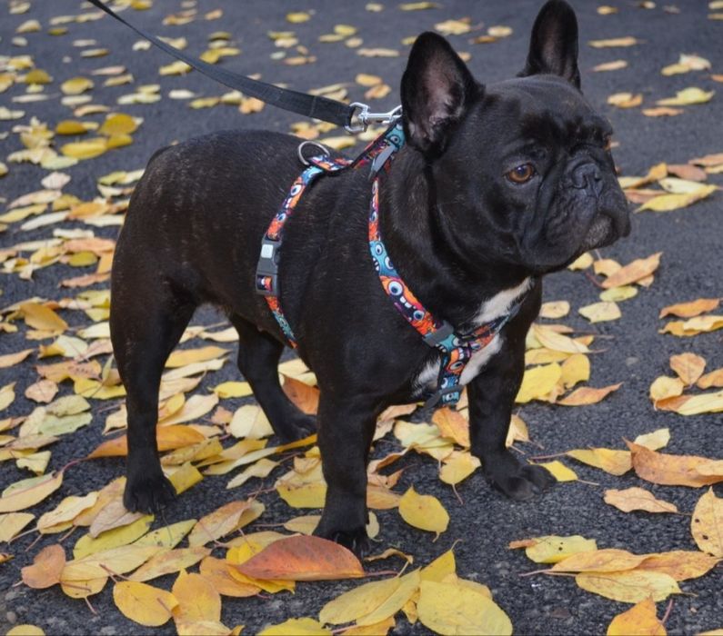 WKU-ККУ,  стандарт,  ген.тести